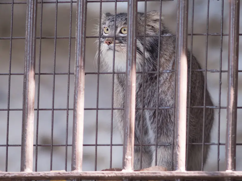 Фотография Фиги в Зоопарке Ногеяме