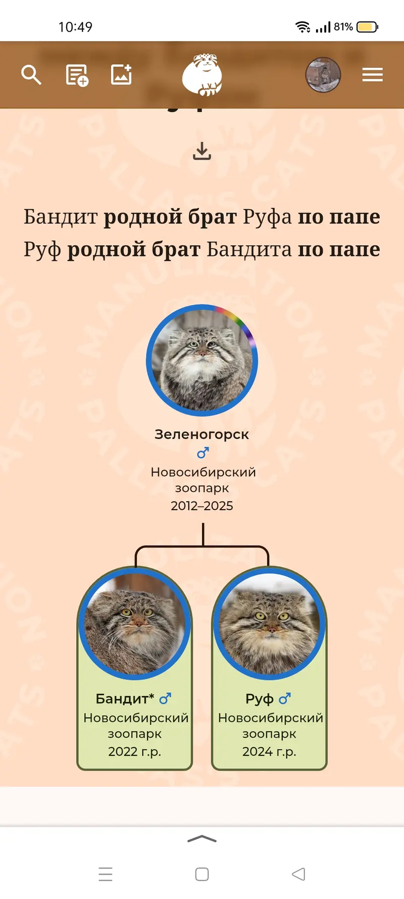 Фотография с манулом