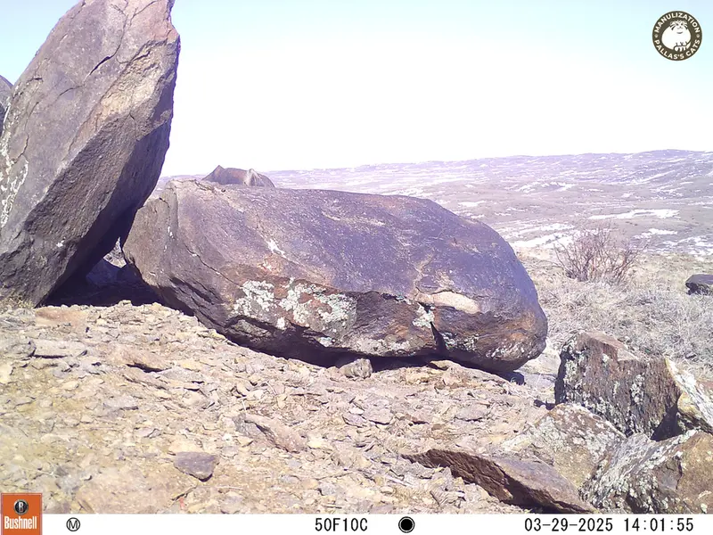 Фотография Казахскаи Пищухи с фотоловушки Кошкар