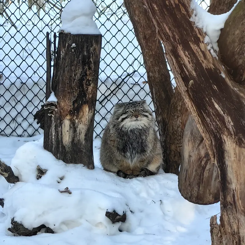 Фотография Сычика в Новосибирском Зоопарке