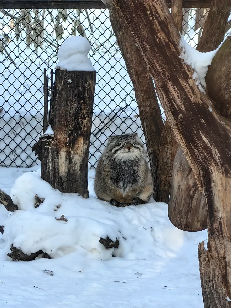 Фотография Сычика в Новосибирском Зоопарке