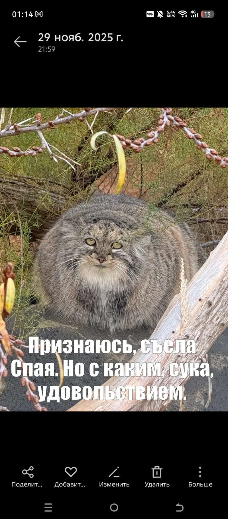 Фотография с манулом