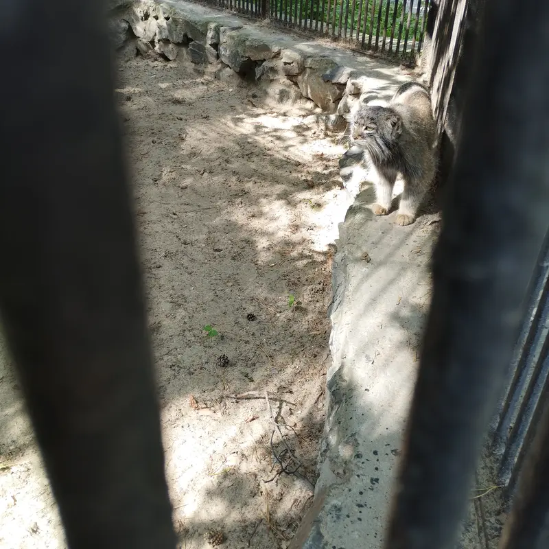 Фотография с манулом в Новосибирском Зоопарке