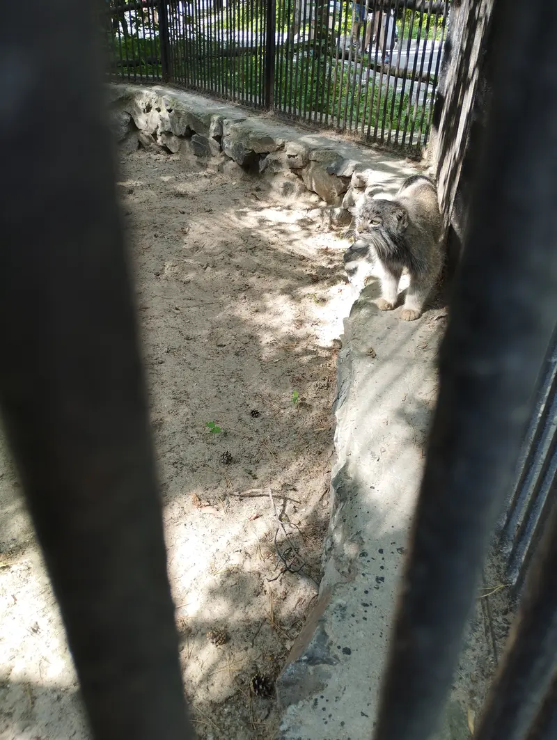 Фотография с манулом в Новосибирском Зоопарке