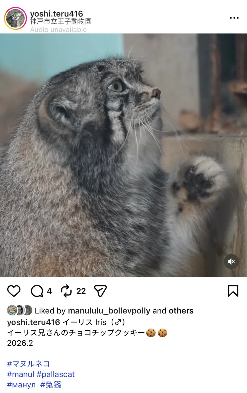 Фотография с манулом