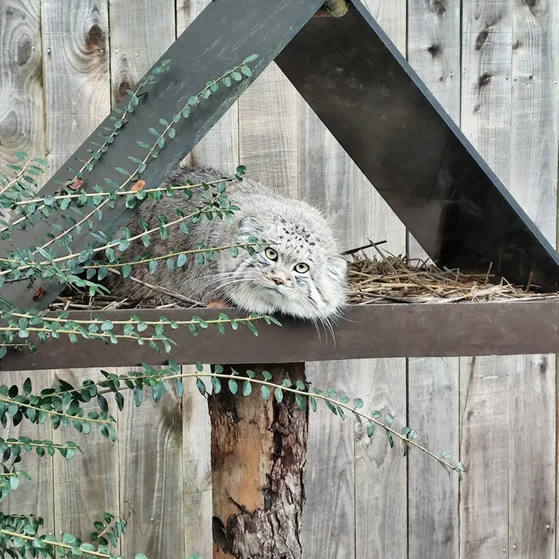 Фотография Алтая в Трегомерском Зоопарке