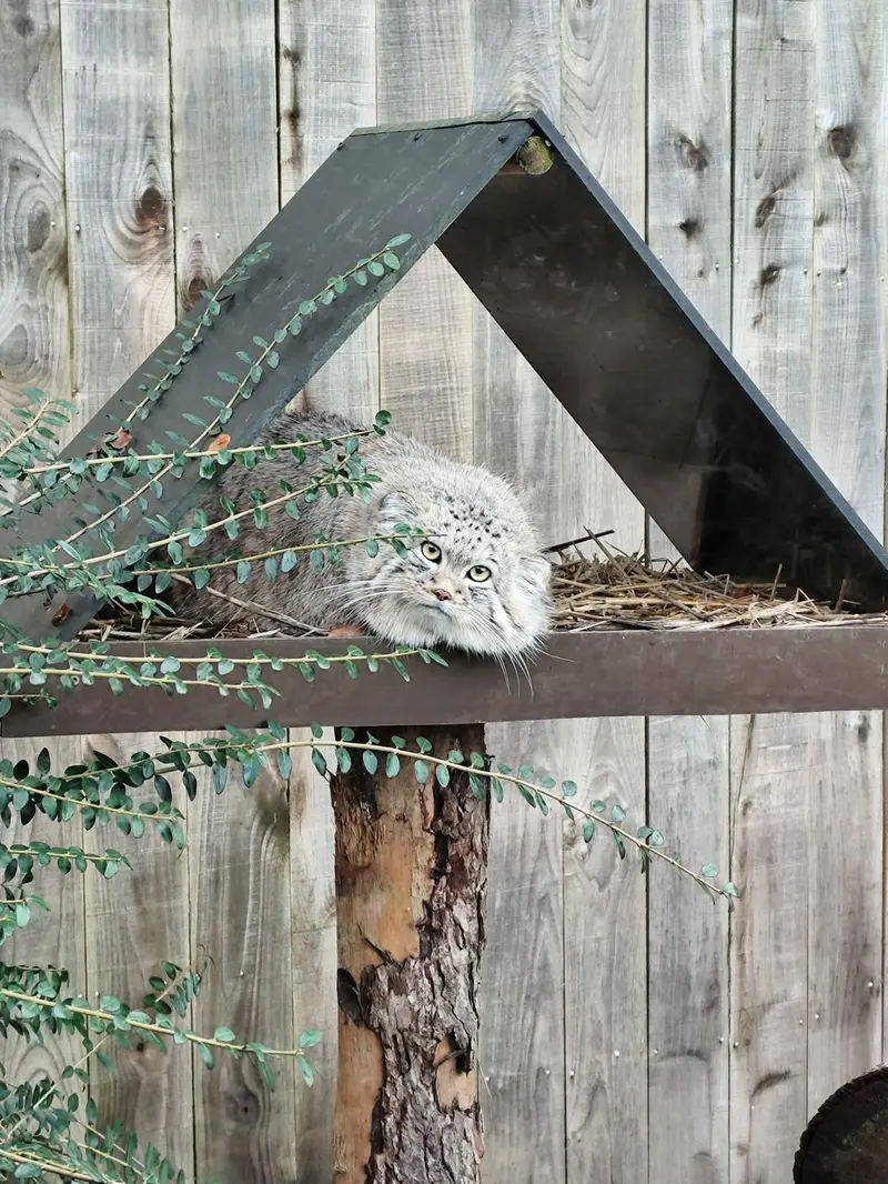 Фотография Алтая в Трегомерском Зоопарке