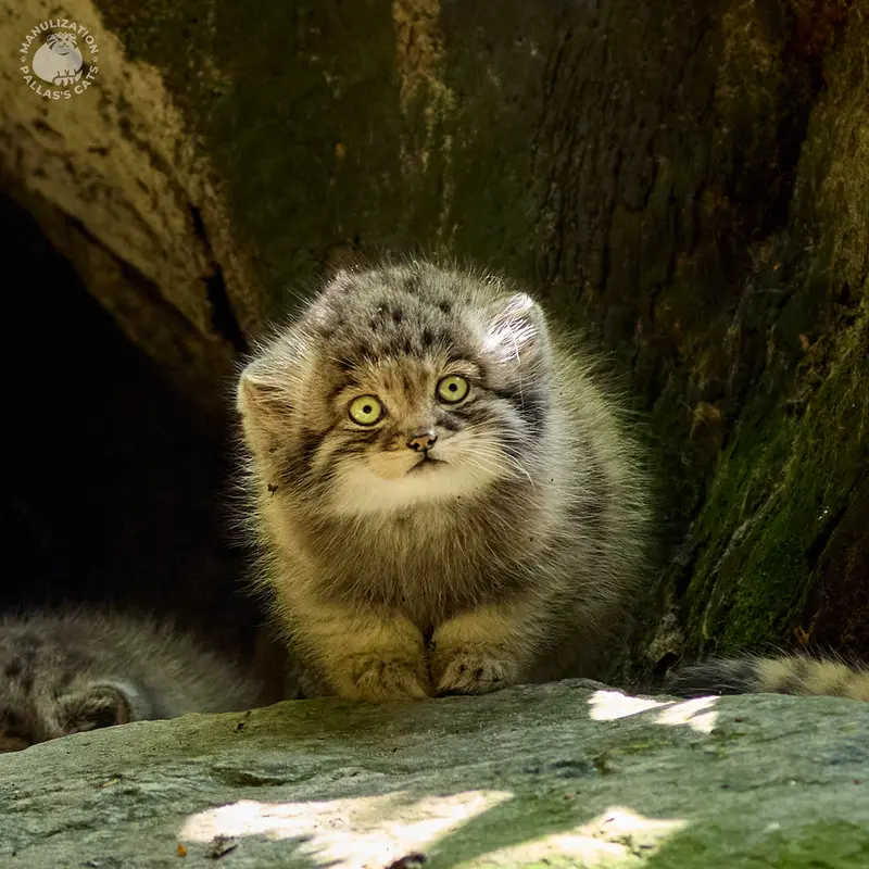 Последняя дочка Алтаны и Феллини переехала в свой новый дом!