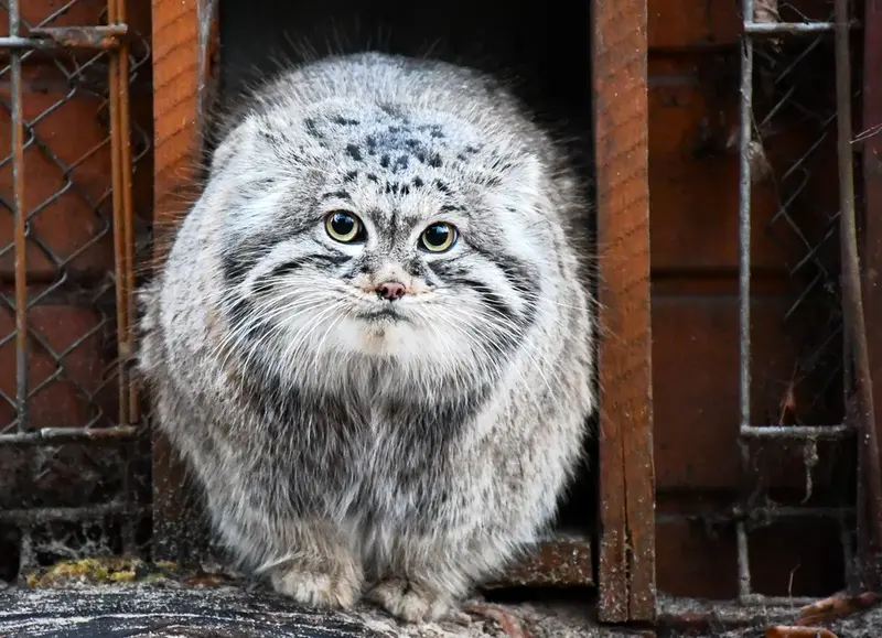 Фотография с манулом