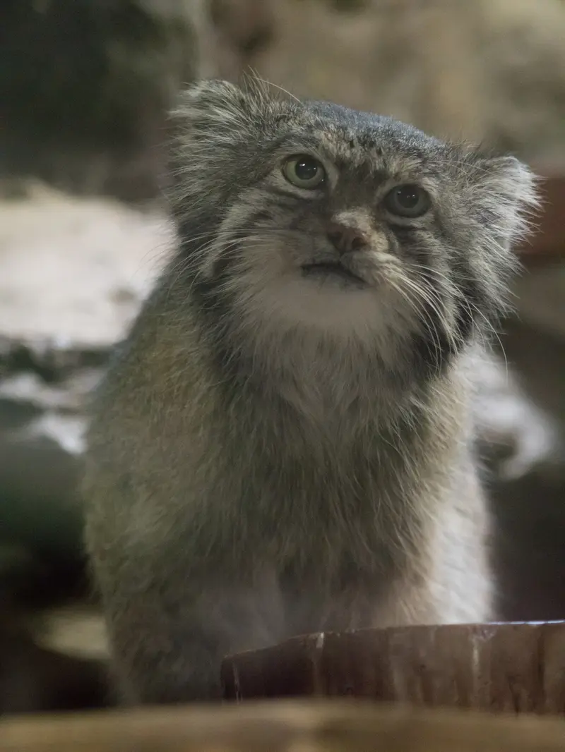 Фотография Клёна в Зоопарке Уено