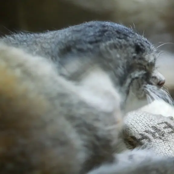 Фотография с манулом в Зоопарке Уено