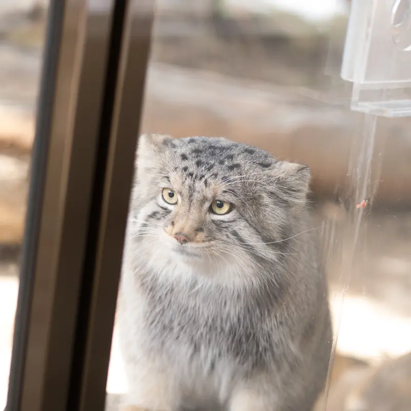 Фотография Нагому в Царстве Животных Насу