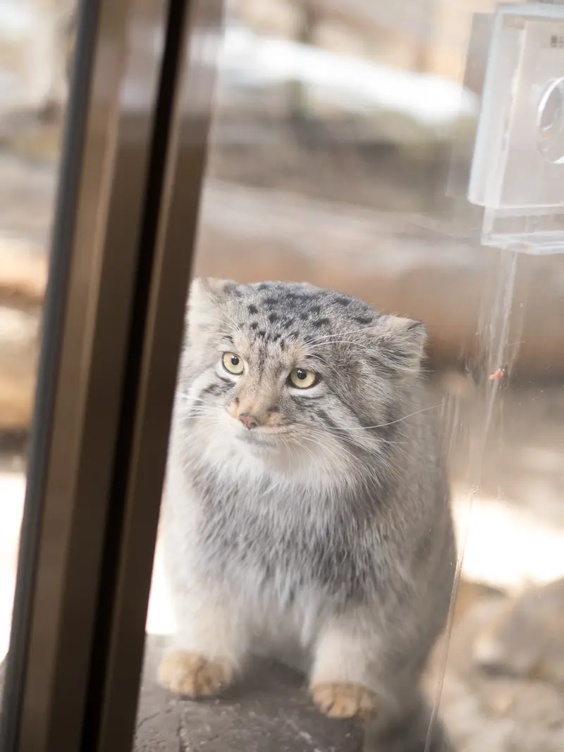 Фотография Нагому в Царстве Животных Насу