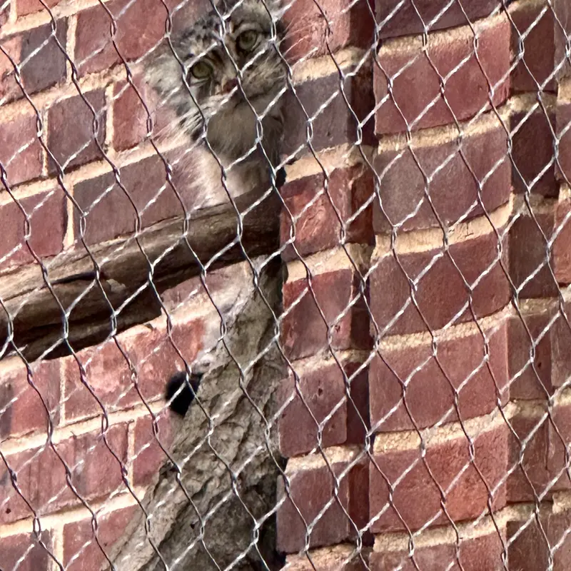 Фотография с манулом в Зоопарке Проспект-парка