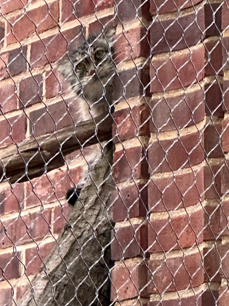 Фотография с манулом в Зоопарке Проспект-парка