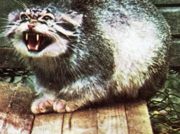 Фотография с манулом