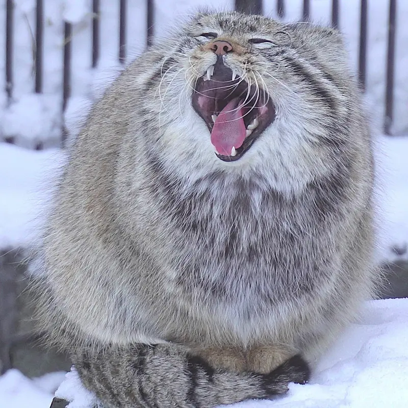 Фотография Евчонока 2023 Г.р. Ⅳ в Новосибирском Зоопарке