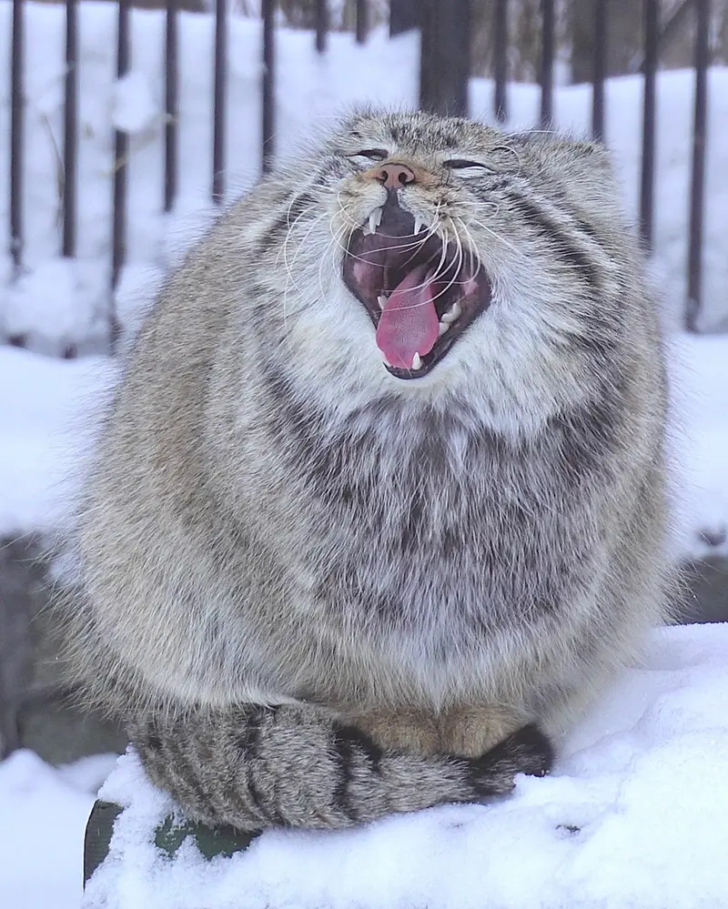 Фотография Евчонока 2023 Г.р. Ⅳ в Новосибирском Зоопарке