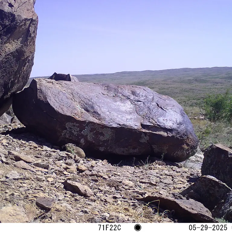 Фотография Казахскаи Пищухи с фотоловушки Кошкар [новинка]