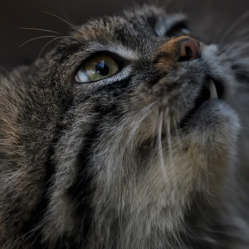 Фотография Нара в Царстве Животных Кобе