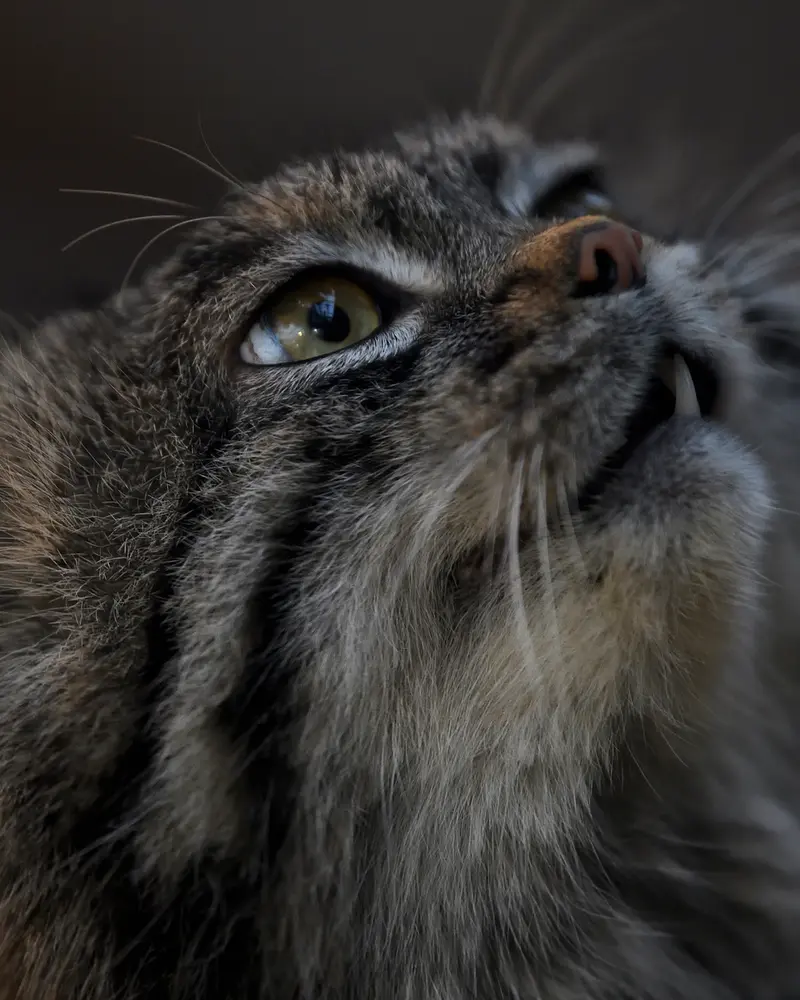 Фотография Нара в Царстве Животных Кобе