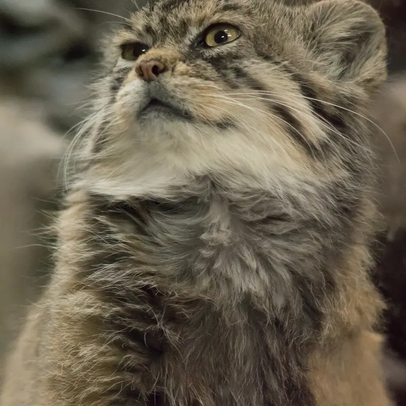 Фотография Примулы в Зоопарке Уено