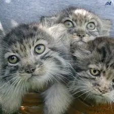 Фотография Эльвиры и Тима в Зоопарке Красная река