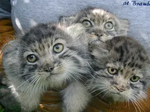 Фотография Эльвиры и Тима в Зоопарке Красная река