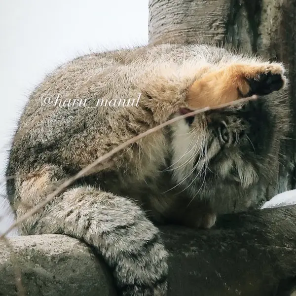 Фотография Полли в Царстве Животных Насу