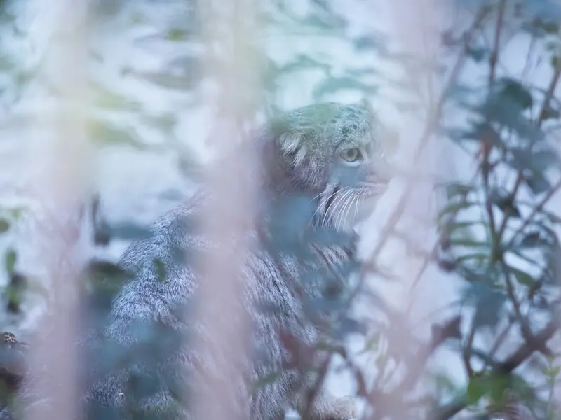 Фотография Фиги в Зоопарке Ногеяме