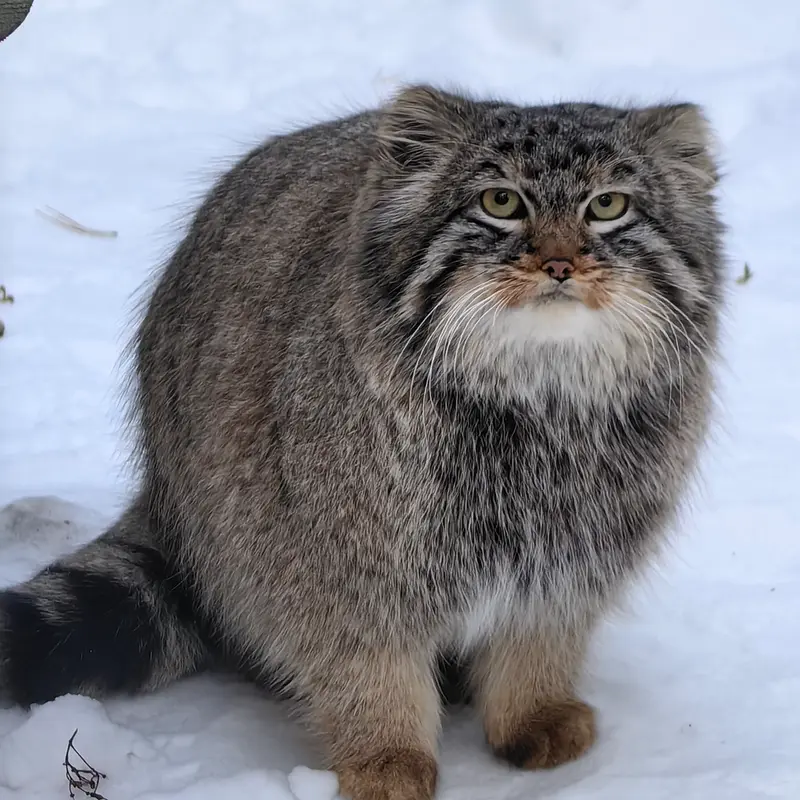 Фотография Лолошика 2024 Г.р. Ⅲ в Новосибирском Зоопарке