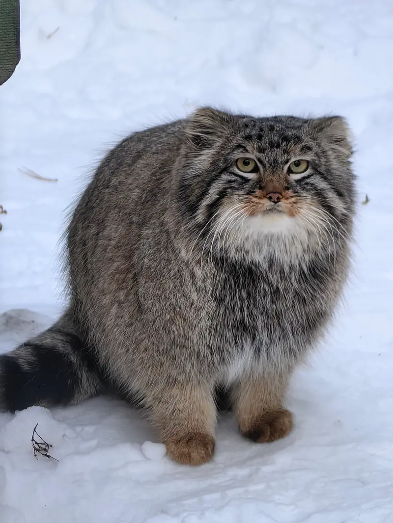 Фотография Лолошика 2024 Г.р. Ⅲ в Новосибирском Зоопарке