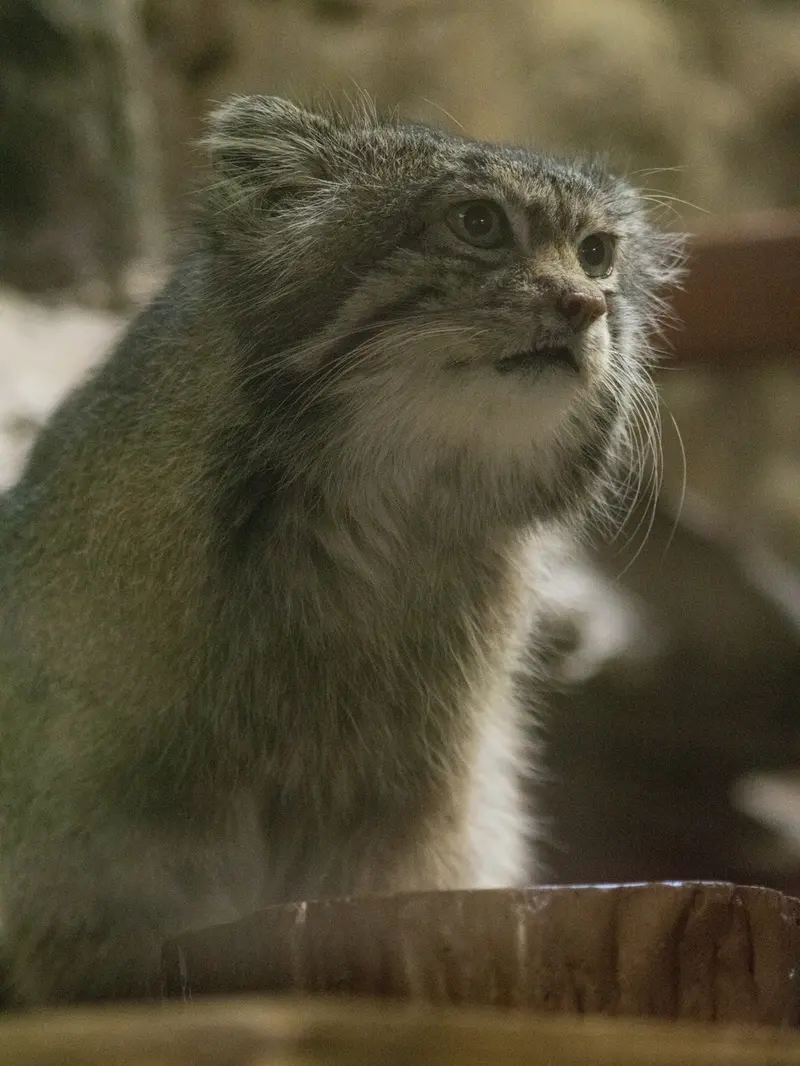 Фотография Клёна в Зоопарке Уено