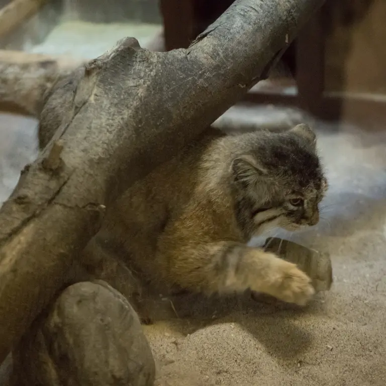 Фотография Примулы в Зоопарке Уено