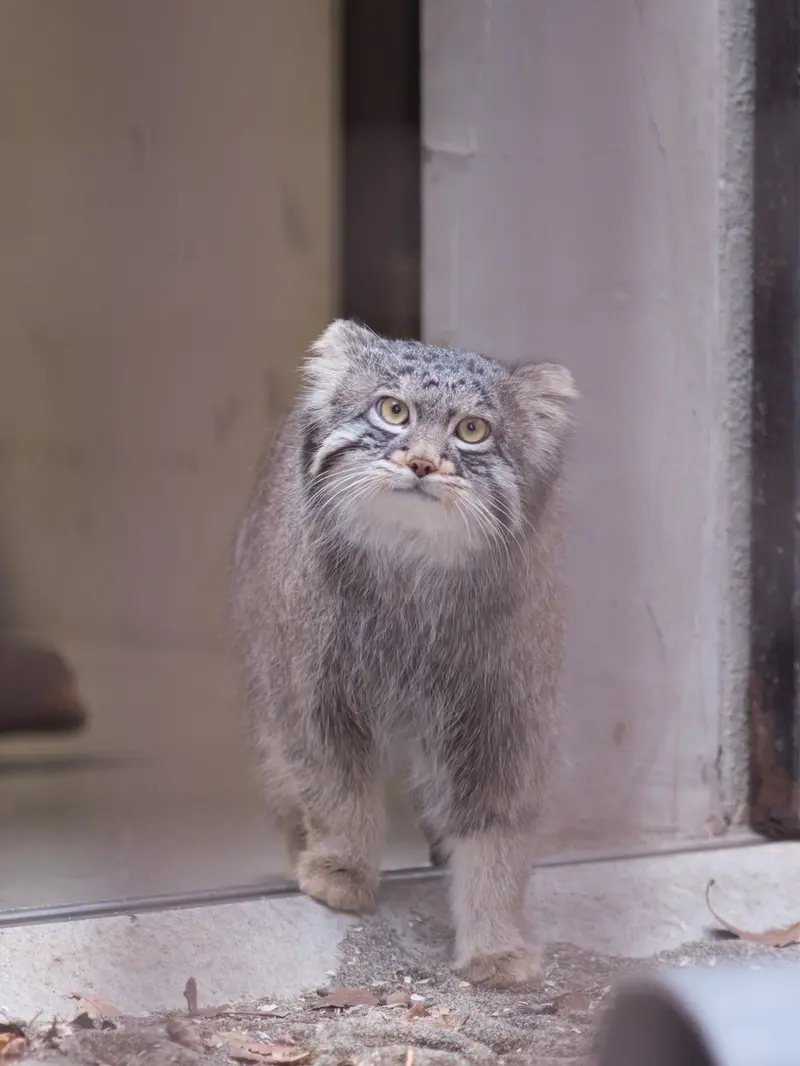 Фотография Фиги в Зоопарке Ногеяме