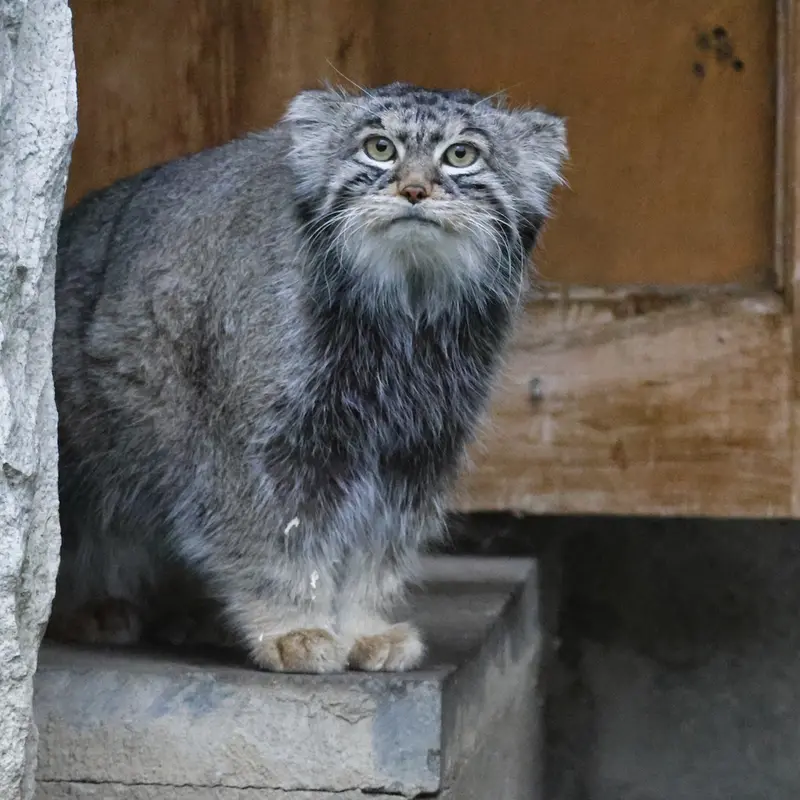 Фотография с манулом