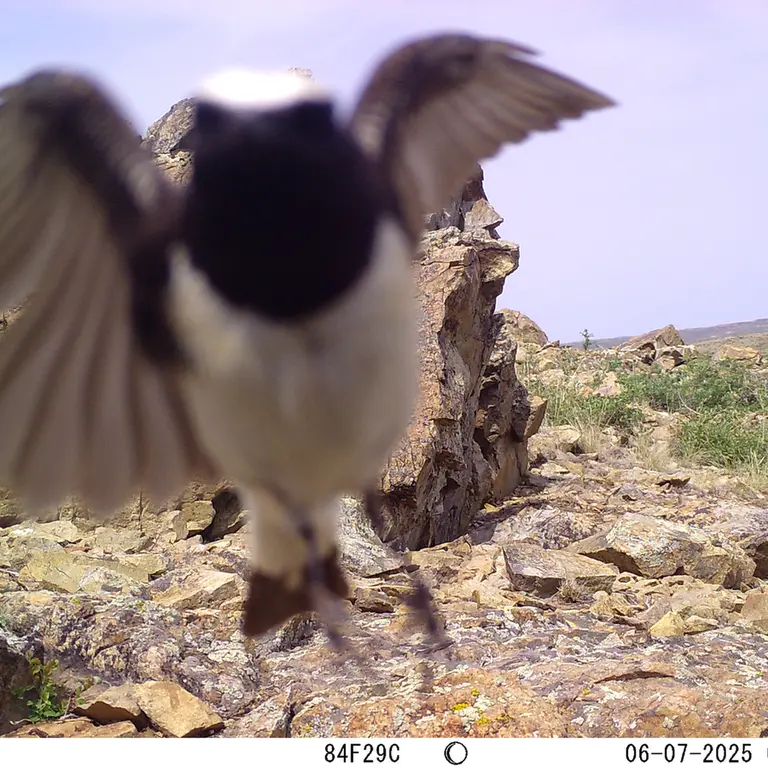 Фотография с манулом с фотоловушки Карашокы [новинка]