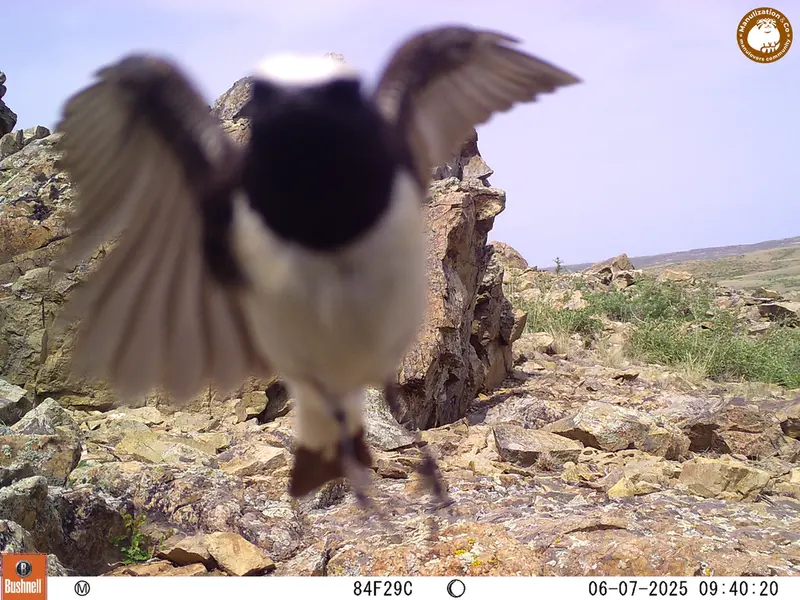 Фотография с манулом с фотоловушки Карашокы [новинка]