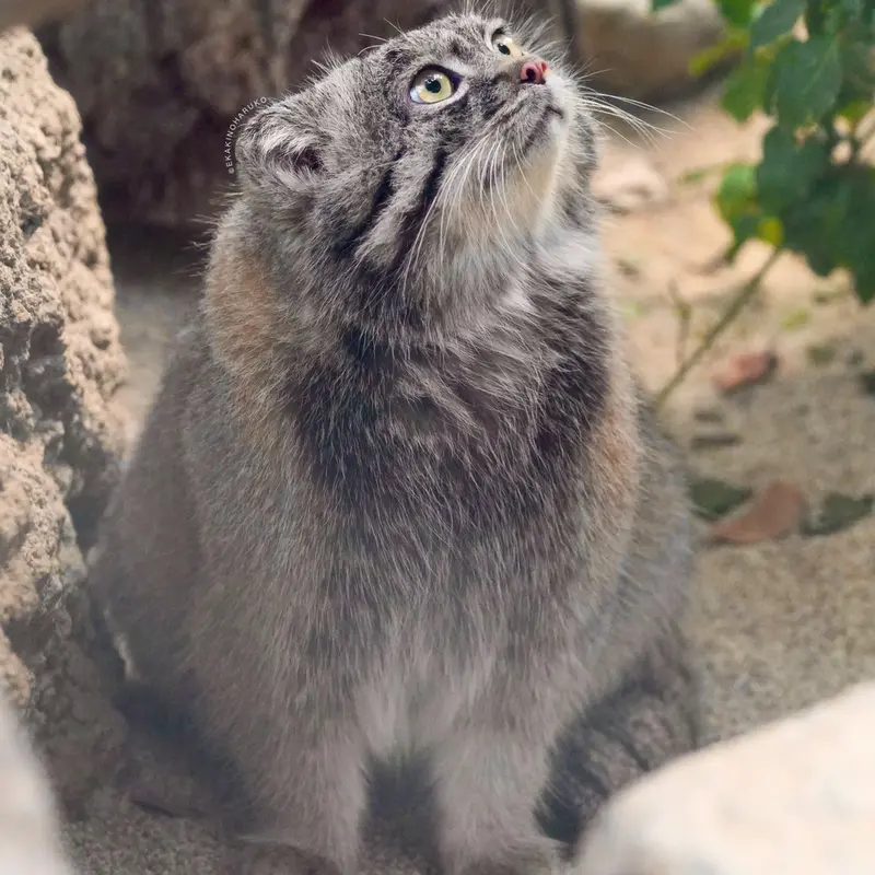 Фотография Нара в Царстве Животных Кобе