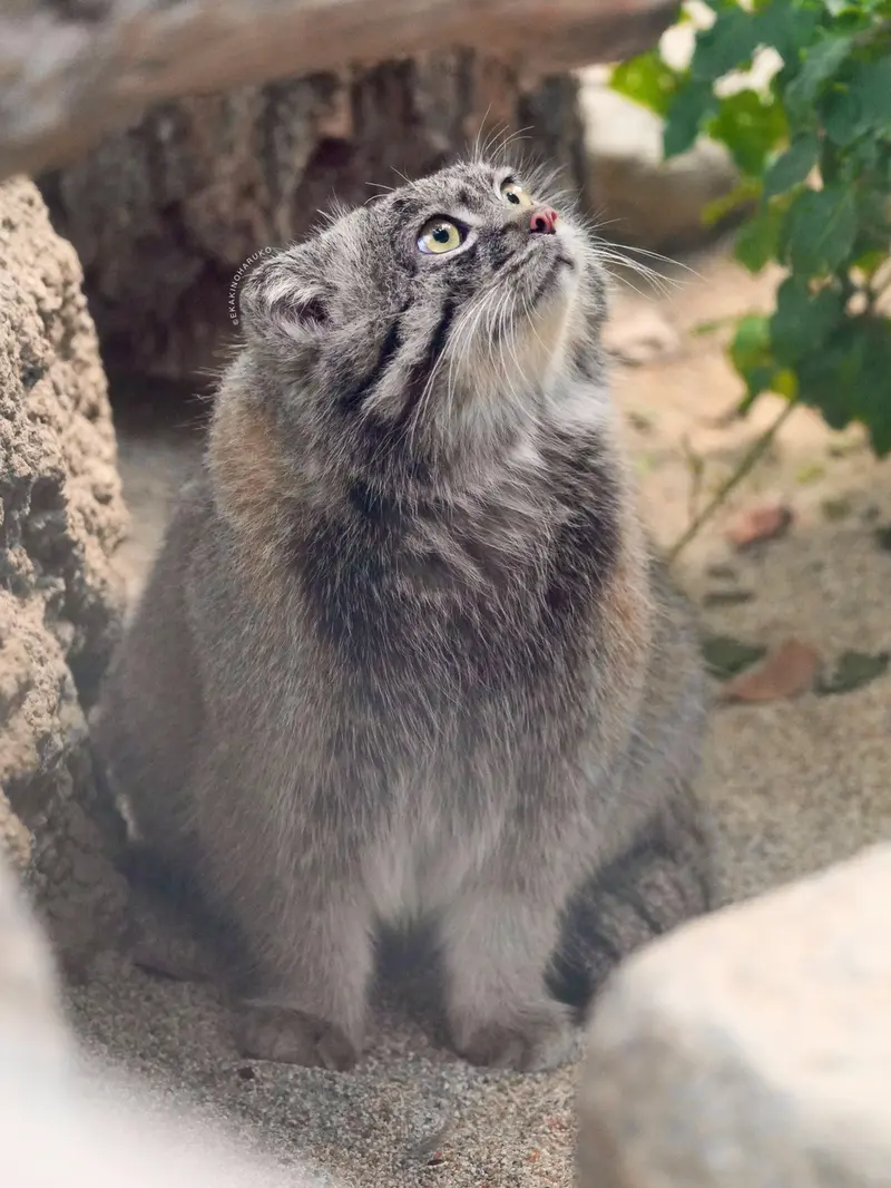 Фотография Нара в Царстве Животных Кобе