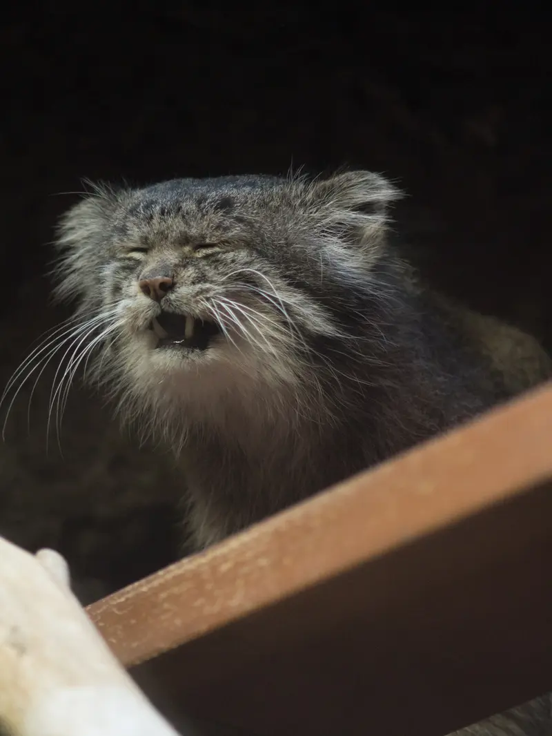 Фотография Клёна в Зоопарке Уено