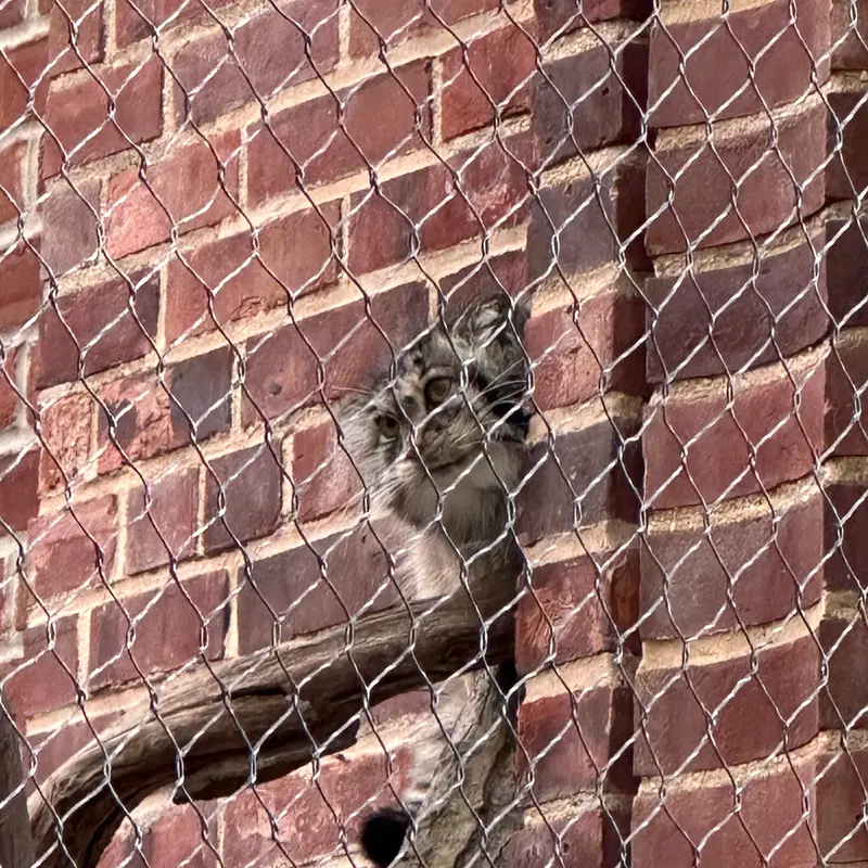 Фотография с манулом в Зоопарке Проспект-парка