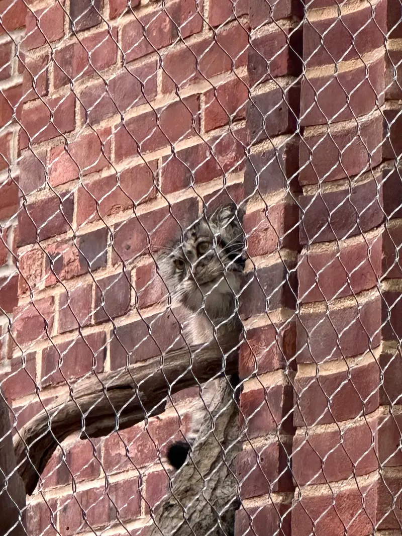 Фотография с манулом в Зоопарке Проспект-парка