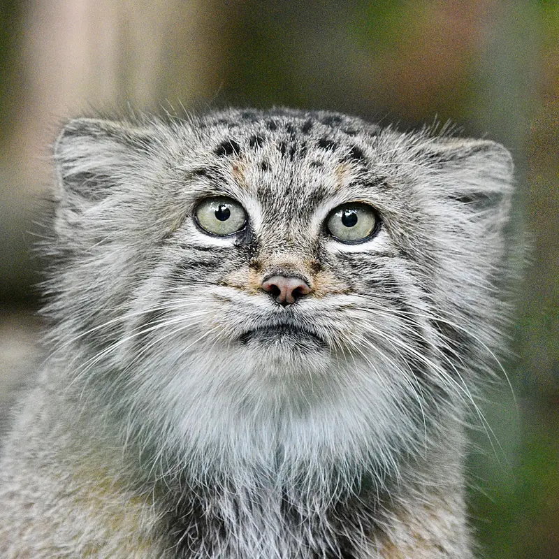 Манул Манеки-Неко из Берлинского Зоопарка