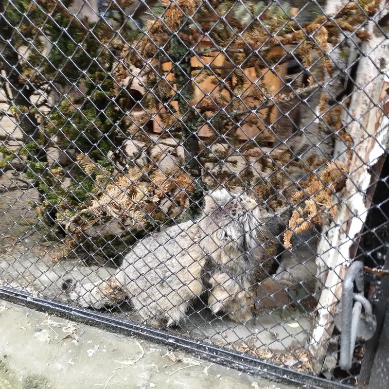 Фотография Зеленогорска в Новосибирском Зоопарке