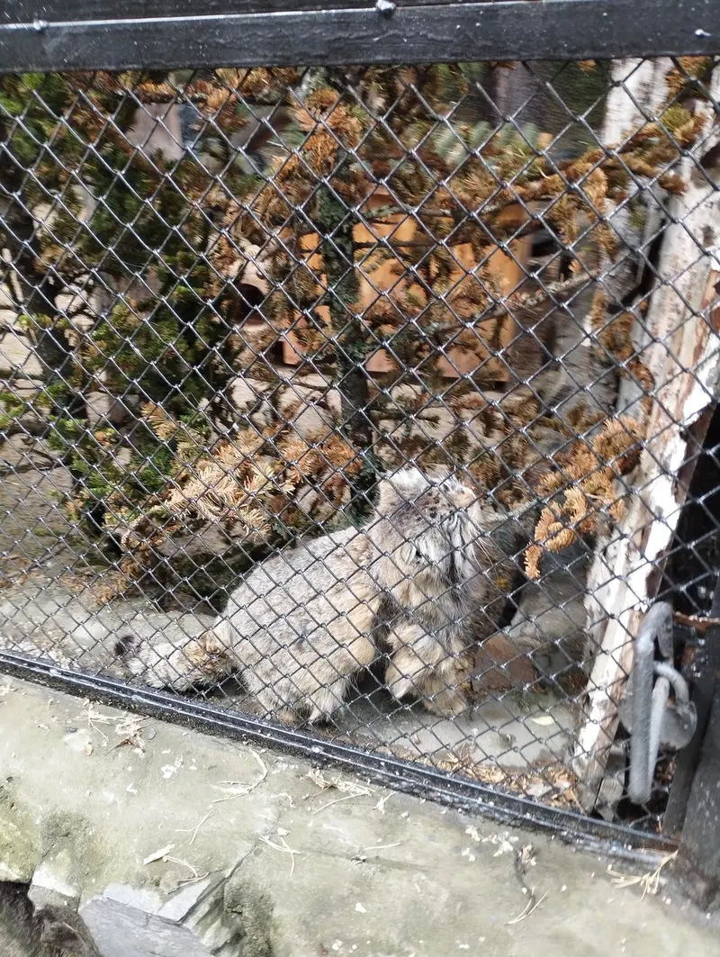 Фотография Зеленогорска в Новосибирском Зоопарке