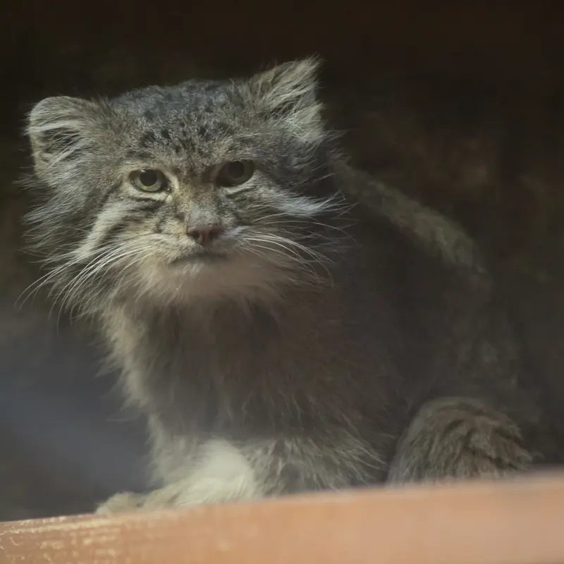 Фотография Клёна в Зоопарке Уено