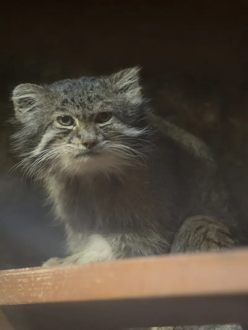 Фотография Клёна в Зоопарке Уено