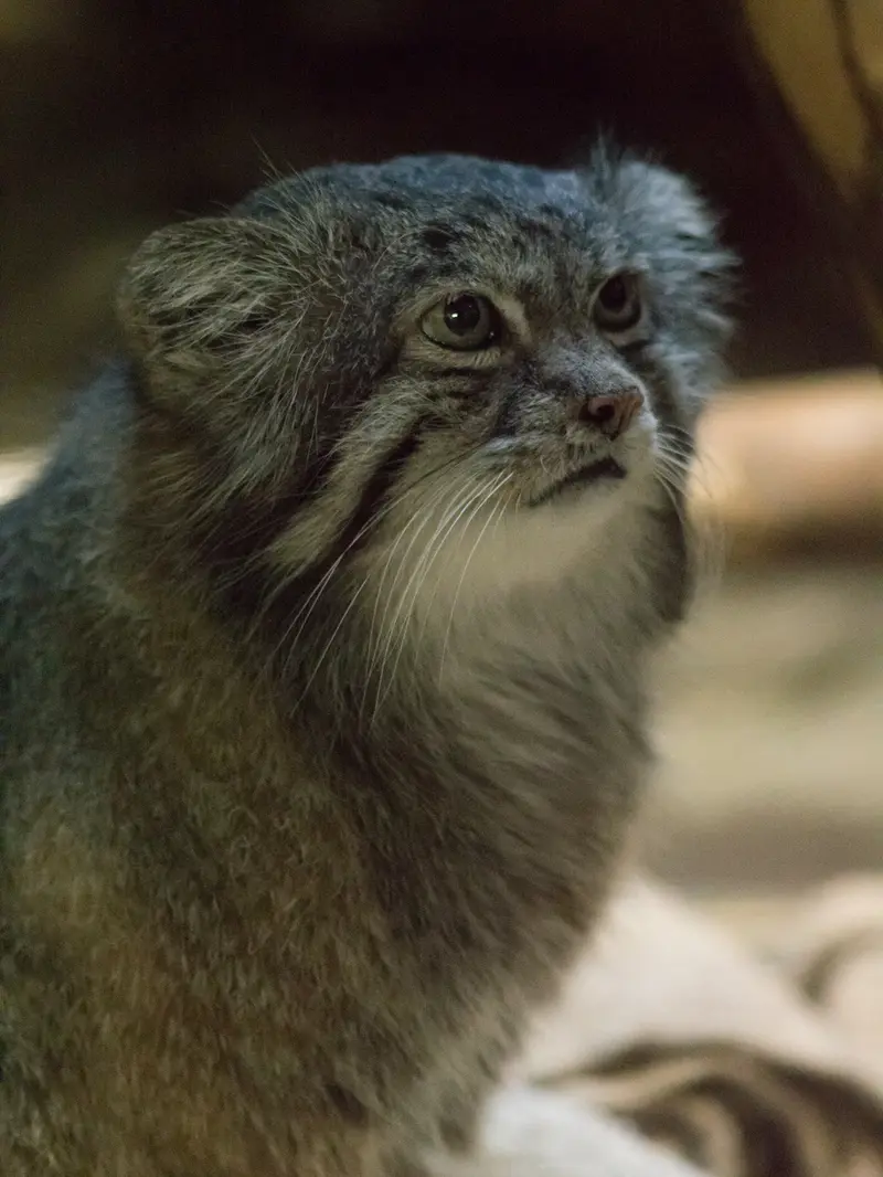 Фотография Клёна в Зоопарке Уено