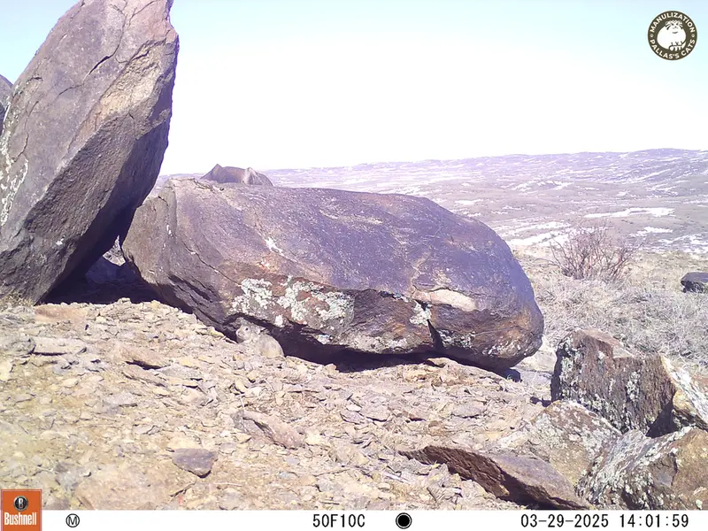 Фотография Казахскаи Пищухи с фотоловушки Кошкар